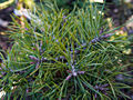 Pinus sylvestris Dobra Voda IMG_2817 Sosna pospolita